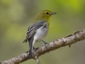 Yellow-throated Vireo - Barkley Wildlife Management Area - Stewart County - TN, April 20, 2024