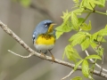 Northern Parula - Lake Barkley Wildlife Management Area - Dover, Stewart County, Tennessee, April 8, 2024