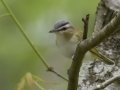 Red-eyed Vireo - Barkley Wildlife Management Area - Stewart County - TN, April 20, 2024