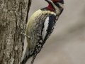 Yellow-bellied Sapsucker - Dunbar Cave SP, Clarksville, Montgomery County, Tennessee, April 5 2024