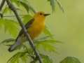 Prothonotary Warbler - Lake Barkley Wildlife Management Area, Dover - Stewart County - Tennessee - April 15, 2024