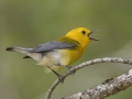 Prothonotary Warbler - Barkley Wildlife Management Area - Stewart County - TN, April 20, 2024