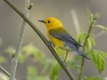 Prothonotary Warbler - Lake Barkley Wildlife Management Area, Dover - Stewart County - Tennessee - April 15, 2024