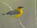 Prothonotary Warbler - Lake Barkley Wildlife Management Area, Dover - Stewart County - Tennessee - April 15, 2024
