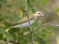 Red-eyed Vireo - Lake Barkley Wildlife Management Area, Dover - Stewart County - Tennessee - April 15, 2024