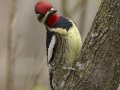 Yellow-bellied Sapsucker - Dunbar Cave SP, Clarksville, Montgomery County, Tennessee, April 5 2024
