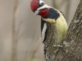 Yellow-bellied Sapsucker - Dunbar Cave SP, Clarksville, Montgomery County, Tennessee, April 5 2024