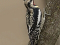 Yellow-bellied Sapsucker - Dunbar Cave SP, Clarksville, Montgomery County, Tennessee, April 5 2024