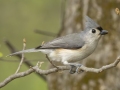 Tufted Titmouse - Lake Barkley Wildlife Management Area - Dover, Stewart County, Tennessee, April 8, 2024