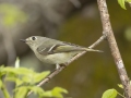 Ruby-crowned Kinglet - Lake Barkley Wildlife Management Area - Dover, Stewart County, Tennessee, April 8, 2024