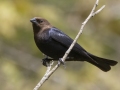 Brown-headed Cowbird (male) - Barkley Wildlife Management Area - Stewart County - TN, April 20, 2024