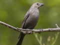 Brown-headed Cowbird (female) - Barkley Wildlife Management Area - Stewart County - TN, April 20, 2024