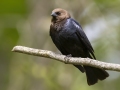 Brown-headed Cowbird (male) - Barkley Wildlife Management Area - Stewart County - TN, April 20, 2024