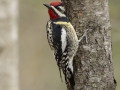 Yellow-bellied Sapsucker - Dunbar Cave SP, Clarksville, Montgomery County, Tennessee, April 5 2024