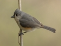 Tufted Titmouse - Dunbar Cave SP, Clarksville, Montgomery County, Tennessee, April 5 2024
