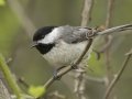 Carolina Chickadee - Lake Barkley Wildlife Management Area - Dover, Stewart County, Tennessee, April 8, 2024