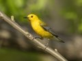 Prothonotary Warbler - Lake Barkley Wildlife Management Area, Dover - Stewart County - Tennessee - April 15, 2024
