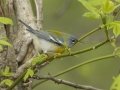 Northern Parula - Lake Barkley Wildlife Management Area - Dover, Stewart County, Tennessee, April 8, 2024