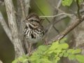 Song Sparrow - Lake Barkley Wildlife Management Area - Dover, Stewart County, Tennessee, April 8, 2024