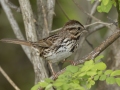 Song Sparrow - Lake Barkley Wildlife Management Area - Dover, Stewart County, Tennessee, April 8, 2024