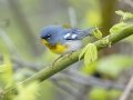 Northern Parula - Lake Barkley Wildlife Management Area - Dover, Stewart County, Tennessee, April 8, 2024