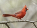 Northern Cardinal - Lake Barkley Wildlife Management Area - Dover, Stewart County, Tennessee, April 8, 2024
