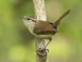 Carolina Wren - Lake Barkley Wildlife Management Area - Dover, Stewart County, Tennessee, April 18, 2024