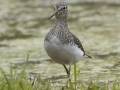 Solitary Sandpiper - Dunbar Cave SP, Clarksville, Montgomery County, Tennessee, April 5 2024