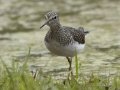 Solitary Sandpiper - Dunbar Cave SP, Clarksville, Montgomery County, Tennessee, April 5 2024