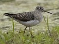 Solitary Sandpiper - Dunbar Cave SP, Clarksville, Montgomery County, Tennessee, April 5 2024