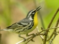 Yellow-throated Warbler - Lake Barkley Wildlife Management Area - Dover, Stewart County, Tennessee, April 18, 2024