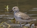 Semipalmated Sandpiper