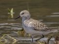 Semipalmated Sandpiper - Cross Creeks NWR--Pool 2/ABC, Stewart, Tennessee, May 19, 2024