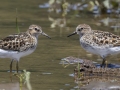 Semipalmated Sandpiper with White-rumped Sandpiper