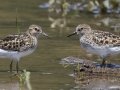 Semipalmated Sandpiper with White-rumped Sandpiper - Cross Creeks NWR Pool 2 ABC, Stewart County, Tennessee, May 19, 2024