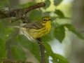 Prairie Warbler - Land Between the Lakes NRA--South Welcome Station, Stewart, Tennessee, United States, June 12, 2024