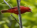 Summer Tanager - Barkley WMA - Stewart County _ TN, April 30, 2024