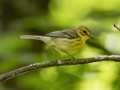 Prairie Warbler