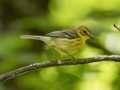 Prairie Warbler - Land Between the Lakes NRA--South Welcome Station, Stewart, Tennessee, United States, June 12, 2024