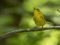 Prairie Warbler - Land Between the Lakes NRA--South Welcome Station, Stewart, Tennessee, United States, June 12, 2024