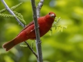 Summer Tanager - Barkley WMA - Stewart County _ TN, April 30, 2024