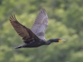 Double-crested Cormorant - Cross Creeks NWR--TN-49 Entrance, Stewart, Tennessee, United States, May 27, 2024