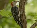 Red-bellied Woodpecker - Cross Creeks NWR--Area 4, Stewart, Tennessee, United States, June 23, 3034