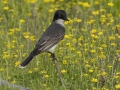 Eastern Kingbird - Cross Creeks NWR - Stewart County - TN, May 7 2024