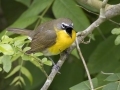 Yellow-breasted Chat - Indian Mound - Steward County - TN, May 10 2024