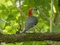 Red-bellied Woodpecker - Land Between the Lakes NRA--South Welcome Station, Stewart, Tennessee, United States, June 12, 2024
