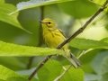 Prairie Warbler - Land Between the Lakes NRA--South Welcome Station, Stewart, Tennessee, United States, June 12, 2024