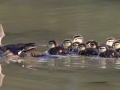 Wood Ducks - Dunbar Cave SP, Clarksville, Montgomery County, Tennessee, May 1 2024