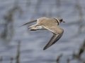 Semipalmated Plover - Cross Creeks NWR Pool 2 ABC, Stewart County, Tennessee, May 19, 2024