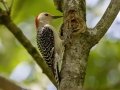 Red-bellied Woodpecker - Land Between the Lakes NRA--South Welcome Station, Stewart, Tennessee, United States, June 12, 2024